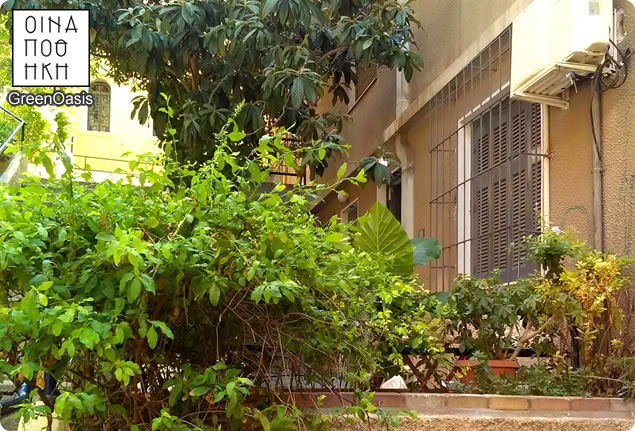 greenoasis/greenoasis.jpg.jpg